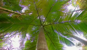 Palmeira Juçara (Euterpe edulis) - Foto: EPTV